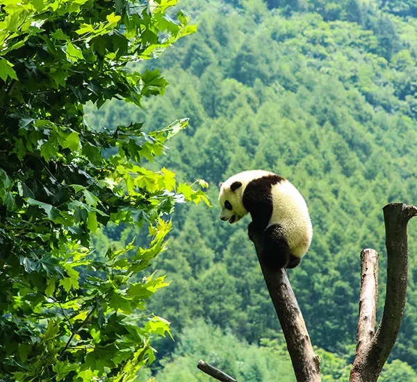 chengdu panda